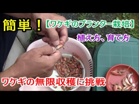 プランター栽培 ワケギの無限収穫に挑戦 植え方 育て方 球根 Youtube