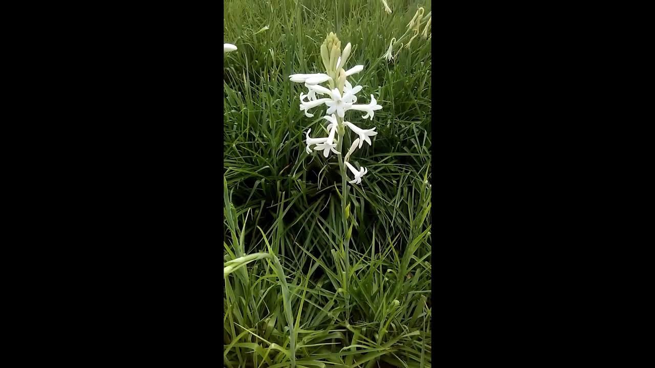 Tuberose Flower Gulchadi Flower Plant Rajnigandha Flower short