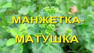 Манжетка -матушка. Herbal medicine.