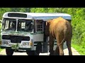 An attack by a ferocious elephant on those traveling on the road 