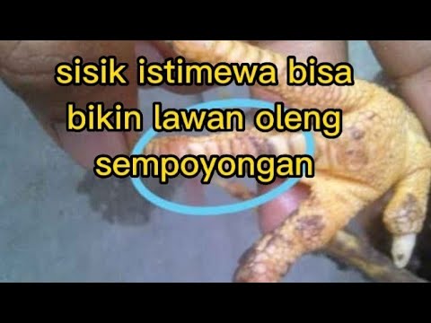 Batu Rante sisik ayam batu rante kelebihan dan kekurangan yang banyak dicari ...
