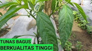 PERLAKUAN CMK AKAR 20 HST | BUDIDAYA CABAI