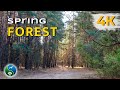 КРАСИВЫЙ Сосновый Лес Ранней Весной | Лесная Природа для Релаксации и Сна