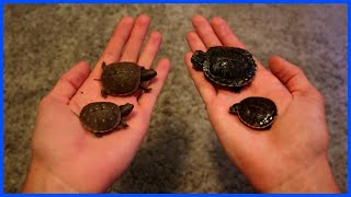 All My Baby Turtles Meet For The First Time! (It Did NOT Go Well)