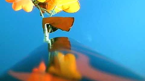 Dual Deployment Analysis