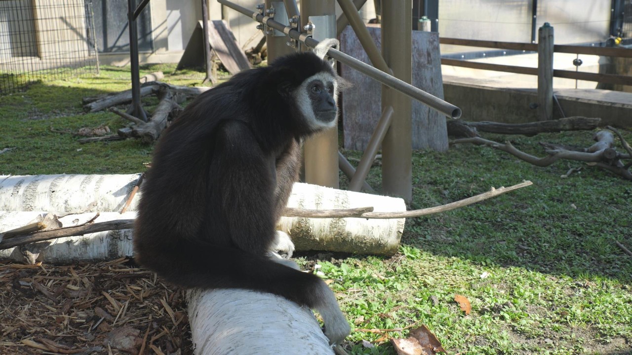 Meal and Monroe Asahiyama Zoo, Gibbon, 202605 - YouTube