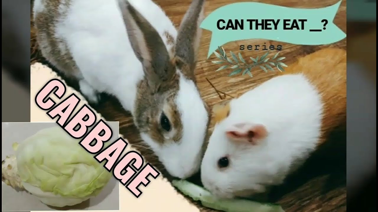 cabbage bad for dogs