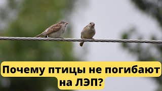 Почему птицы не погибают на ЛЭП?