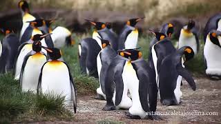 Estancia Caleta Josefina, Tierra del Fuego