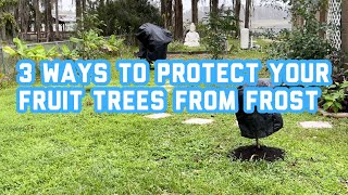 3 things to do right now to protect your fruit trees from cold temps and frost.