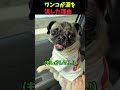 ワンコが涙を流した理由