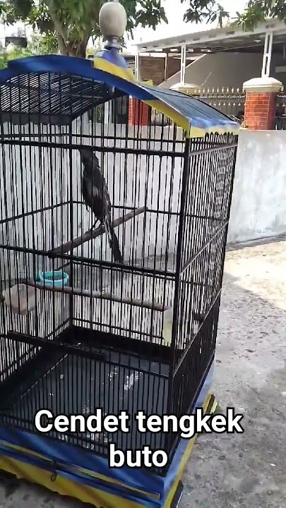 Cendet pastol habis mandi ngeluarin materi tengkek buto #cendet #burung #pentet #cendetgacor