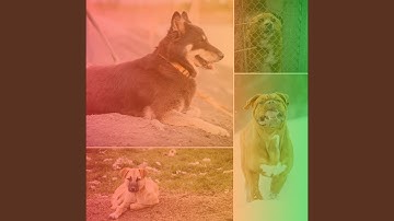 Pulsating Moods for Doggy Rest Time