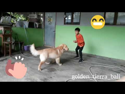 Play With Golden Retriever Youtube Play With Golden Retriever Youtube