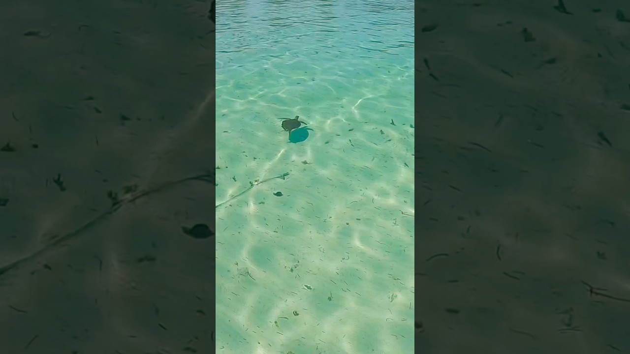 ⁣Paddleboarding today in the Bahamas #turtle