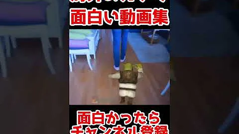 腹筋崩壊不可避 海外のガチで面白い動画集