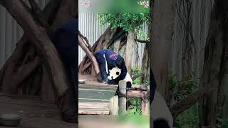 This Panda Has Zero Life Goals And I Respect That