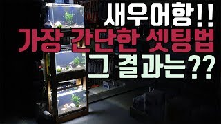 새우어항을 셋팅하는 가장 간단한 방법! 그 결과를 공개합니다~