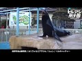 長野市城山動物園　【いきものAZ presents 第一回ヒレアシ甲子園】