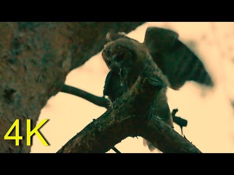 Tawny Owls -Part