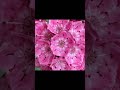 30秒植物紹介【カルミア】