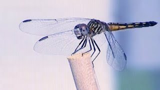 Download Lagu Nina Bandín - mil caras (Official Music Video) MP3