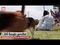 Wie aus 101 Dalmatiner: 1500 Beagle von aus Zucht-Anlage in den USA gerettet