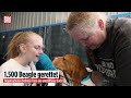 Wie aus 101 Dalmatiner: 1500 Beagle von aus Zucht-Anlage in den USA gerettet