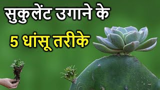 सुकुलेंट उगाने के 5 धांसू तरीके . Succulent Propagation Method