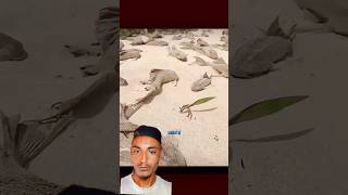 This Fish Sleeps in Mud for 7 YEARS#facts#shorts#wildlife #survival#viralshot#shortsvideo