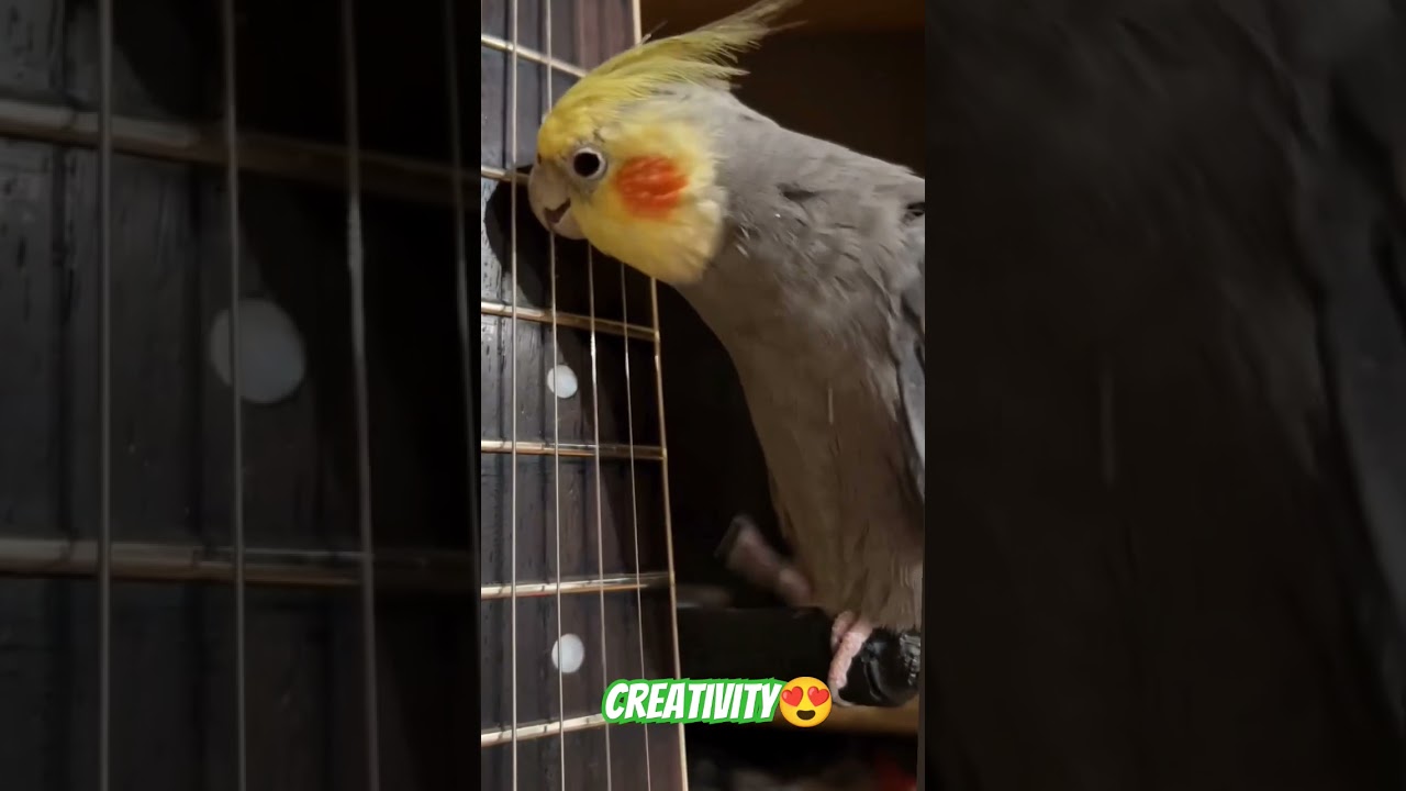 When our artist's bird moves the boundaries of music😍🦜😘🎸