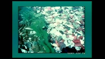 Global Environment - Eutrophication (part 1)