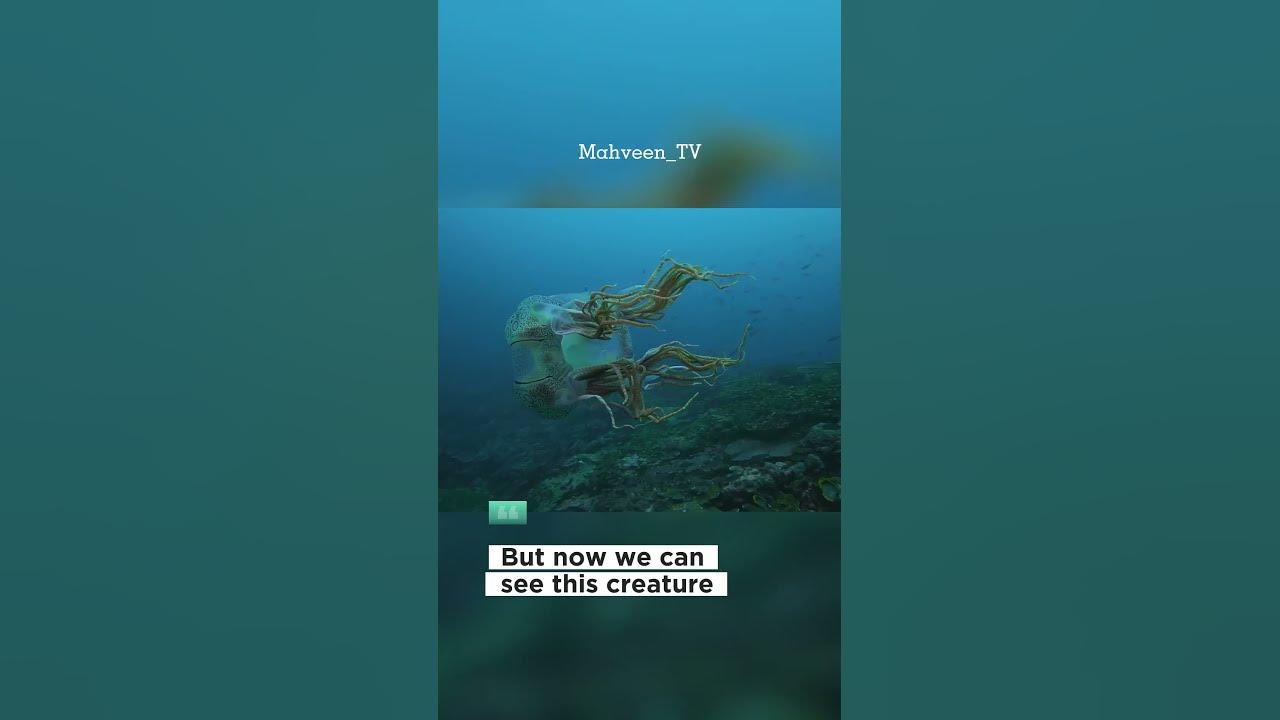 Chirodectes Maculatus the rare species of box jelly YouTube