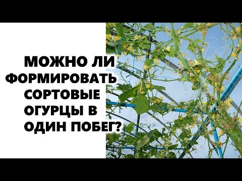 Video: Баардыгы күнөсканада бадыраңды кантип багуу керектиги жөнүндө