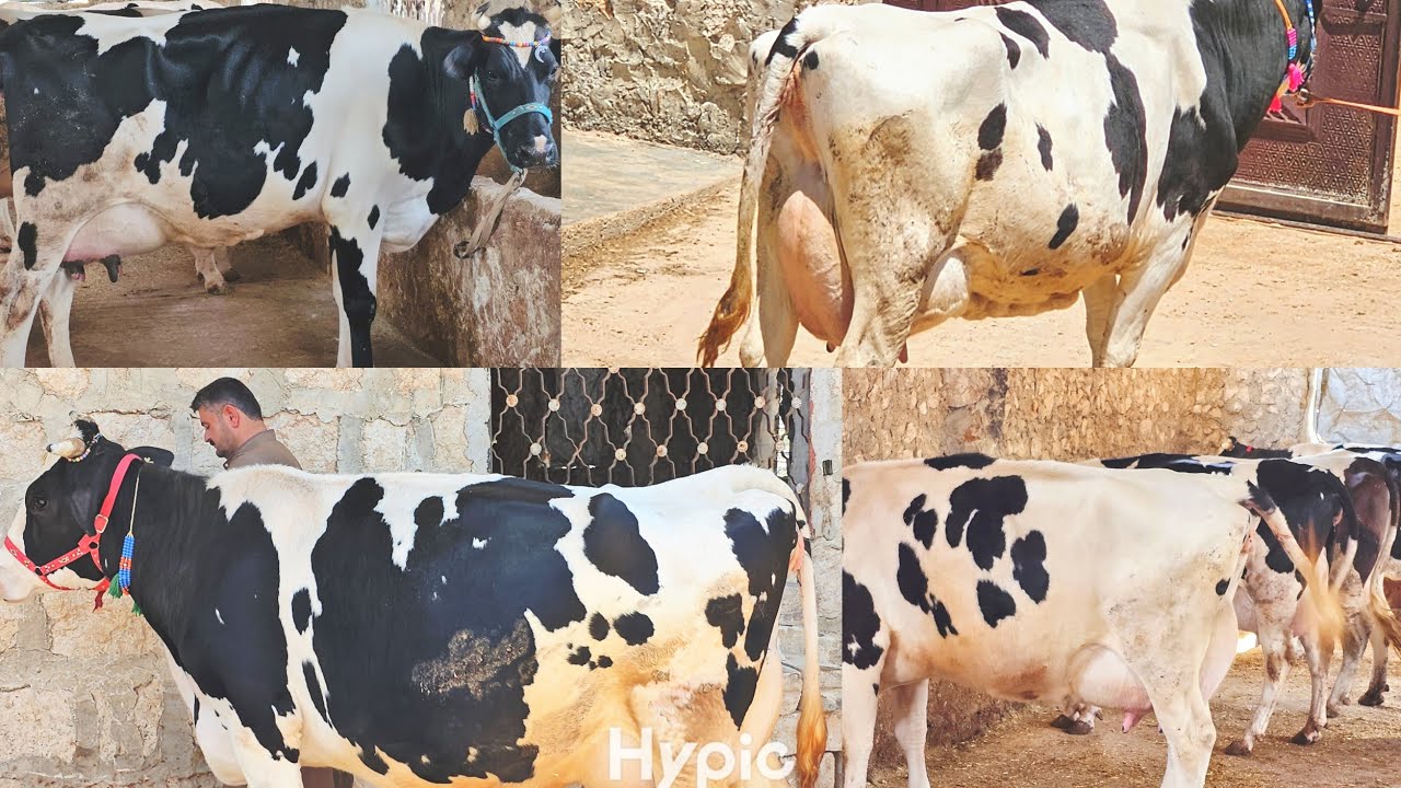 بقر هولشتاين نخب اول حليب ٣٠وفوق مزرعة محمد نضال لتواصل 212719093182+/ابووليد👈352681111182+