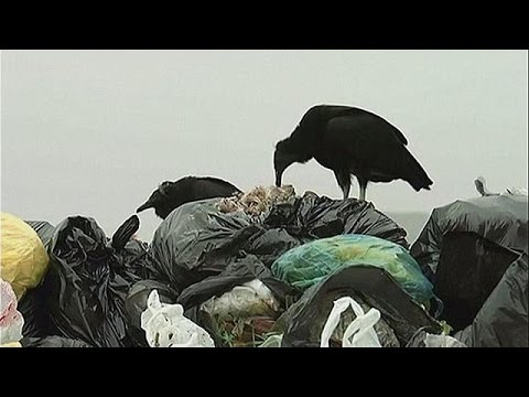 Video: L'avvoltoio è uno spazzino?