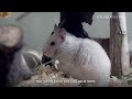 Rats in Singapore: A day in the life of the exterminators