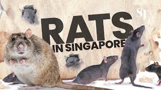 Rats In Singapore A Day In The Life Of The Exterminators