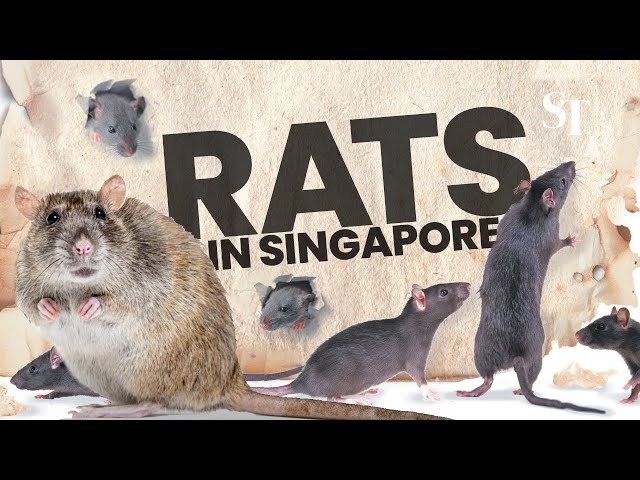 Rats in Singapore: A day in the life of the exterminators class=