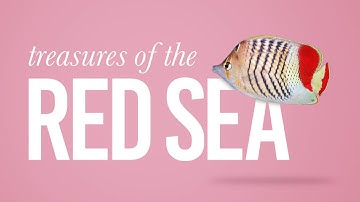 Eritrean Butterflyfish (Chaetodon Paucifasciatus) in the Red Sea.