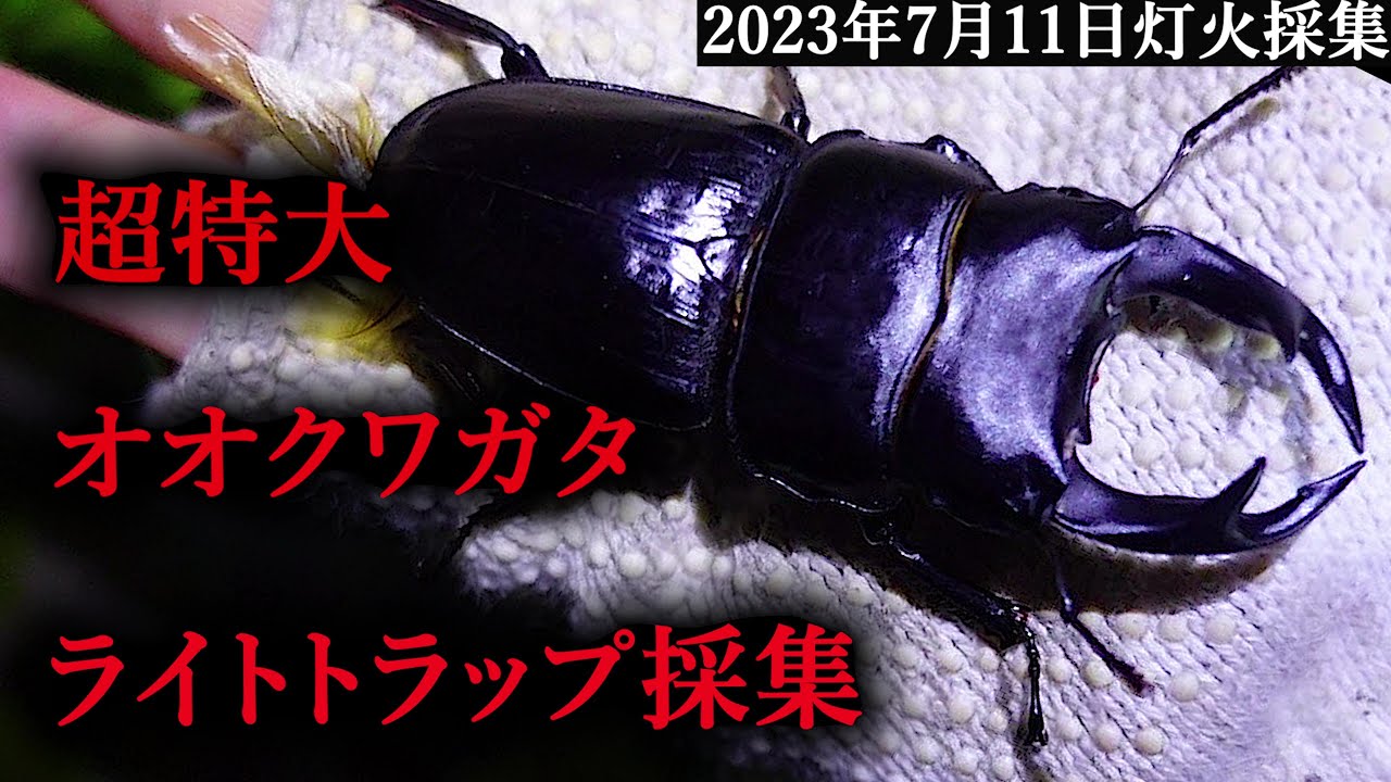 第4夜【神回】「超特大オオクワガタ飛来！？今季ベストの大激戦！」