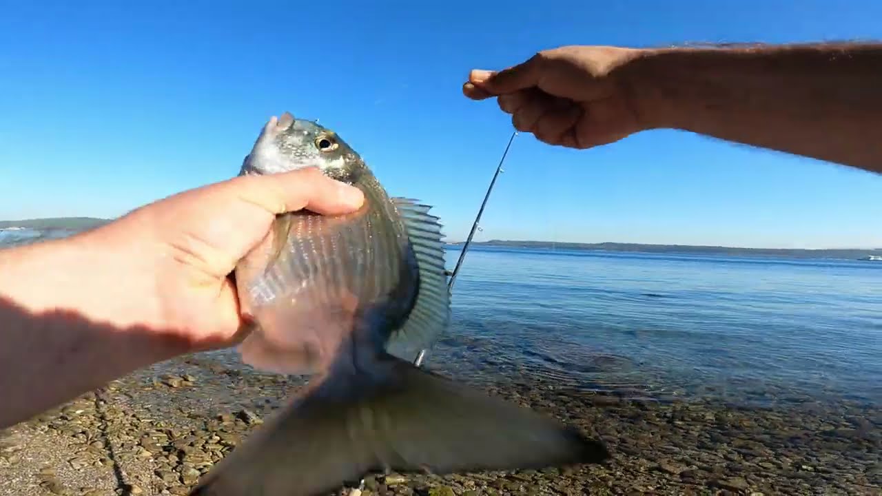 ÇANAKKALE KIYIDAN ÇUPRA AVI