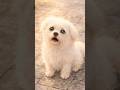 人を呼んでいた母犬 #保護犬 #rescuepuppies #shorts