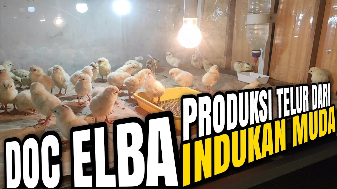 Perdana Menetaskan Telur Ayam ELBA