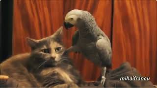Попугай разговаривает с котом