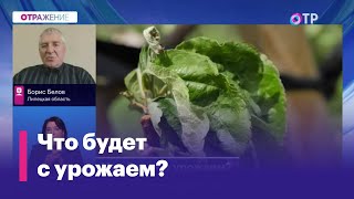 Из-за майских заморозков погибло более 265 тысяч гектаров посевов