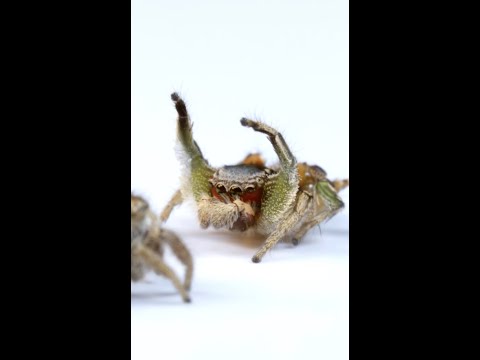 ⁣The Most Amazing Thing About Jumping Spiders