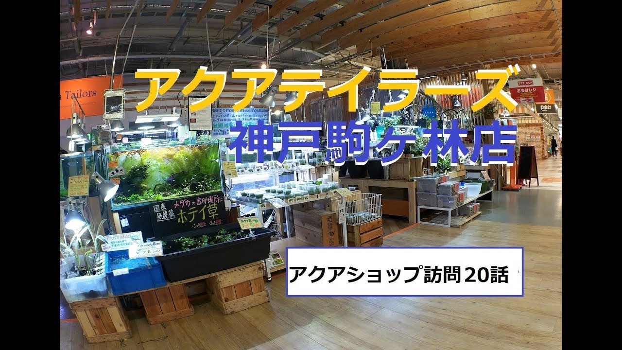 アクアテイラーズ神戸駒ヶ林店 アクアショップ 水族館ｖｏｌ Youtube