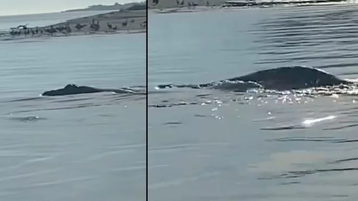 WATCH: Mystery creature spotted by boat captain leaves viewers guessing - DayDayNews