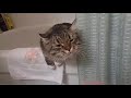 Смешной кот Уссурик) Игра в прятки в ванной))) Funny cat)